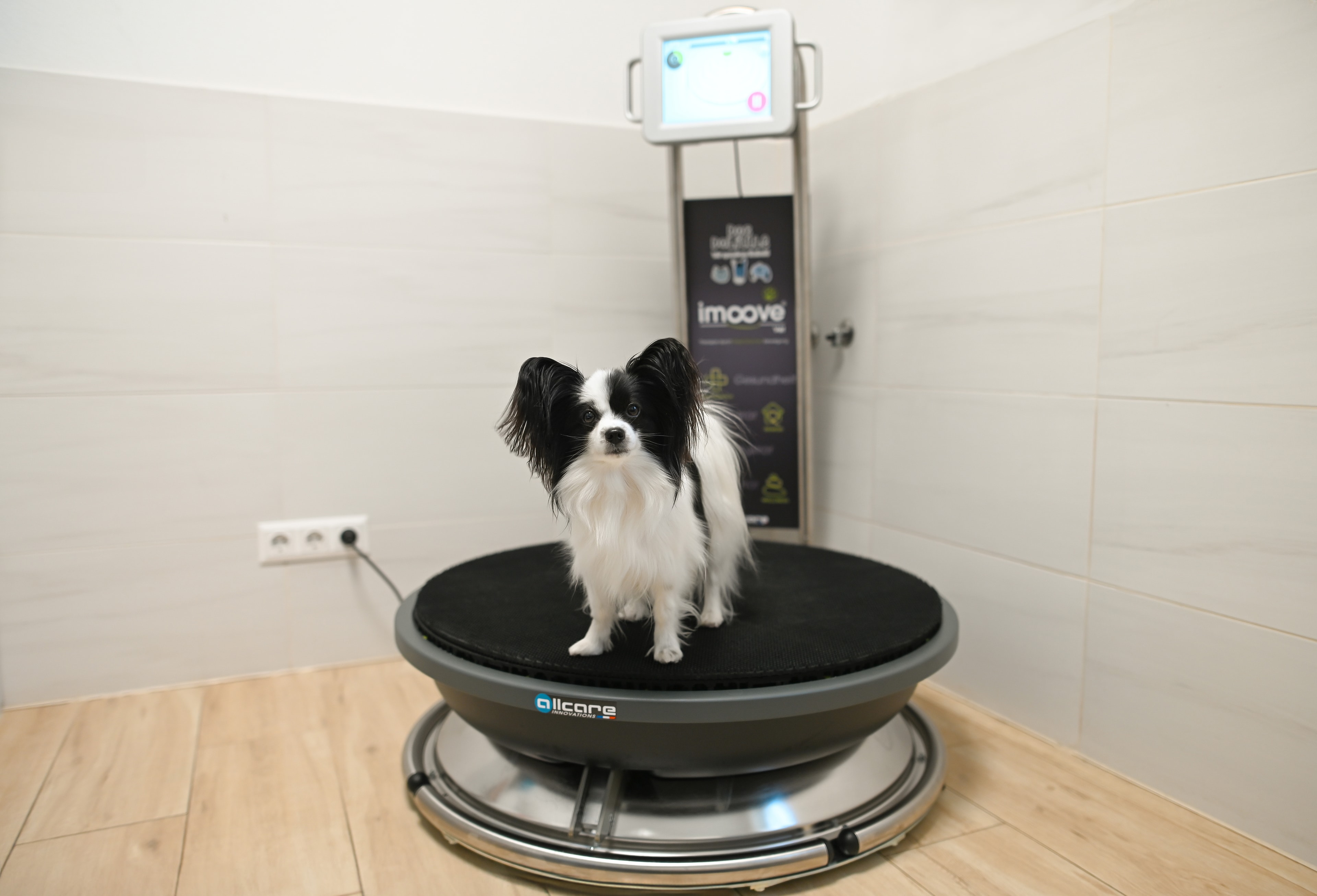 Hund auf dem imoove Balancegerät in der Physiotherapie