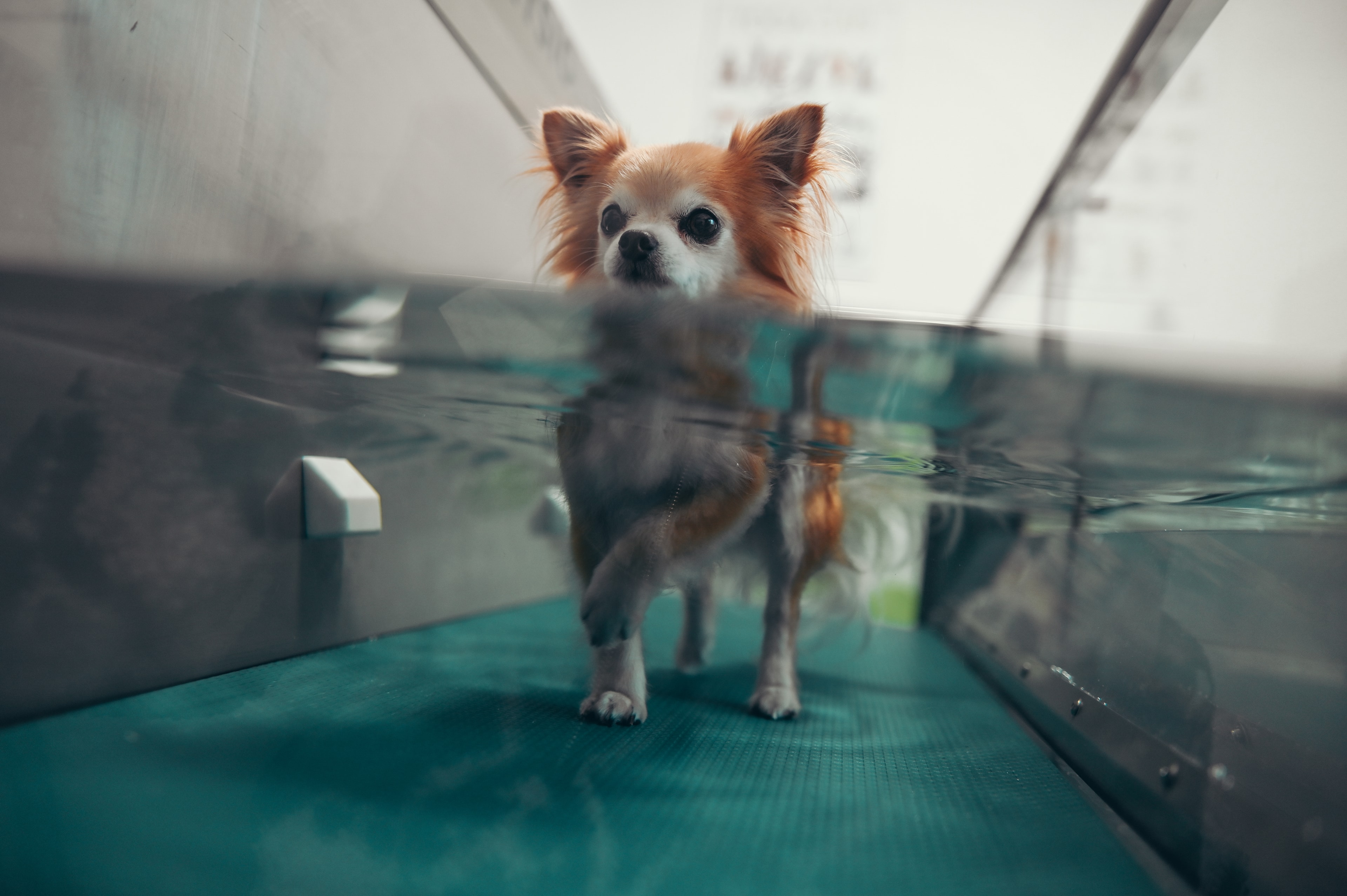 Hund trainiert auf dem Unterwasserlaufband